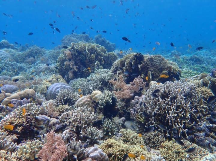 Umah Kayu 2-Menjangan Homestay Banyuwedang Esterno foto